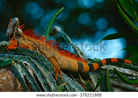 Green iguana, Iguana iguana, portrait of orange big lizard in the dark green forest, animal in the nature tropic forest habitat, Corcovado National Park, Costa Rica