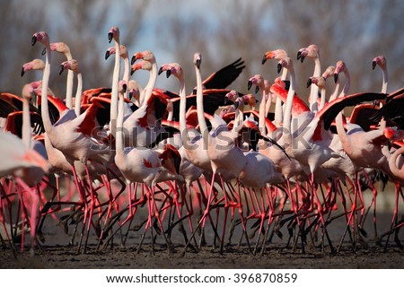 Flock of  Greater Flamingo, Phoenicopterus ruber, Nice pink big bird, dancing in the water, animal in the nature habitat, Camargue, France