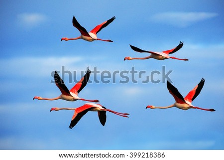 Flying pair of nice pink big bird Greater Flamingo, Phoenicopterus ruber, with clear blue sky with clouds, Camargue, France