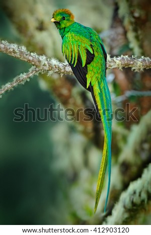 Rare tropic bird from mountain cloud forest. Resplendent Quetzal, Pharomachrus mocinno, magnificent sacred green bird with very long tail. Exotic bird from Guatemala, Central America