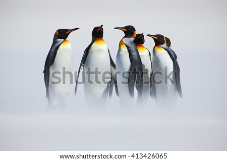Group of penguin. Group of six King penguins, Aptenodytes patagonicus, going from white snow to sea in Falkland Islands. Penguins in the snow. Group of penguins in the Antartica. Cold winter scene.