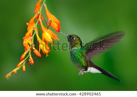 Hummingbird with orange flower. Flying hummingbird, Hummingbird in fly. Action scene with hummingbird. Hummingbird Tourmaline Sunangel eating nectar from beautiful yellow flower in Ecuador