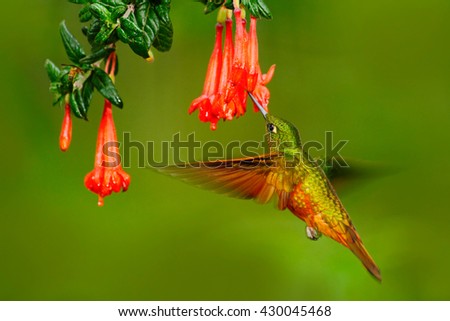 Bird from Peru. Orange and green bird in the forest with red flower. Hummingbird Chestnut-breasted Coronet in the forest. Hummingbird from Peru clouds forest. Flying Hummingbird with red bloom.