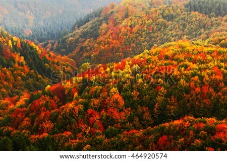 Beautiful orange and red autumn forest. Autumn forest, many trees in the orange hills, orange oak, yellow birch, green spruce, Bohemian Switzerland National Park, Czech Republic. Hilly autumn forest.