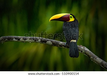 Big beak bird Chesnut-mandibled Toucan sitting on the branch in tropical rain with green jungle background. Wildlife scene from nature with beautiful bird with big bill. Toucan in the nature.