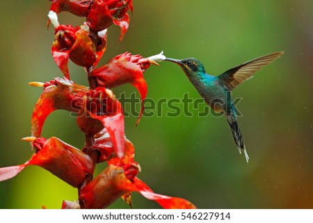 Green Hermit, Phaethornis guy, rare hummingbird from Costa Rica, green bird flying next to beautiful red flower with rain, action feeding scene in green tropical forest, animal in the nature habitat