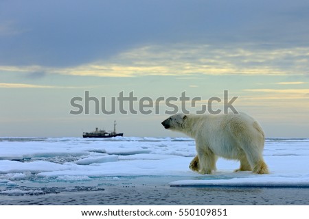 Polar bear on the drift ice with snow, blurred cruise vessel in background, Svalbard, Norway.  Wildlife scene in the nature. Cold winter in the Arctic.