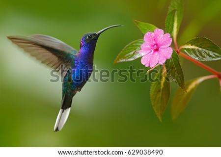 Glossy blue bird in fly. Hummingbird Violet Sabrewing flying next to beautiful pink flower. Beautiful hummingbird from Costa Rica. Wildlife scene from nature. Birdwatching, South America.