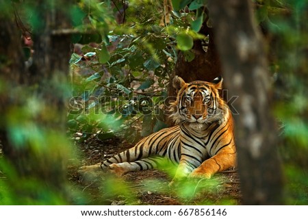 Indian tiger male with first rain, wild animal in the nature habitat, Ranthambore, India. Big cat, endangered animal. End of dry season, beginning monsoon. Tiger laying in green vegetation. Wild Asia.