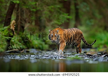 Amur tiger walking in river water. Danger animal, tajga, Russia. Animal in green forest stream. Grey stone, river droplet. Siberian tiger splash water. Tiger wildlife scene, wild cat, nature habitat.