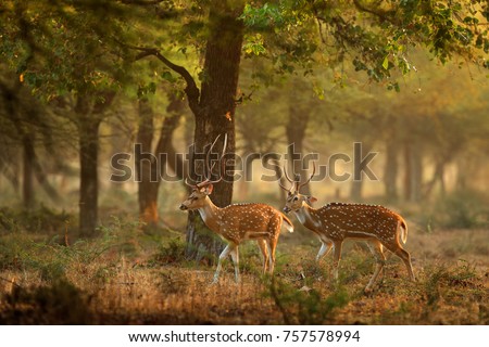 Chital or cheetal, Axis axis, spotted deer or axis deer, nature habitat. Bellow majestic powerful adult animal in stone rock water pond. Deer hidden in grass, big animal, Asia. India wildlife. Art.