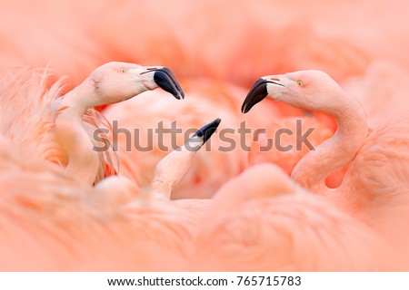 Flaningo fight. American flamingo, Phoenicopterus rubernice, pink big bird, dancing in water, animal in the nature habitat, Cuba, Caribbean. Wildlife scene from nature. Flock of  birds.