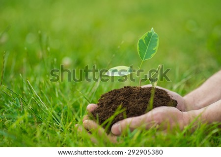 Human is holding a small green plant with soil in it\'s hands over the green grass background