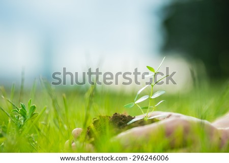 Human is holding a small green plant with soil in it\'s hands over the green grass background