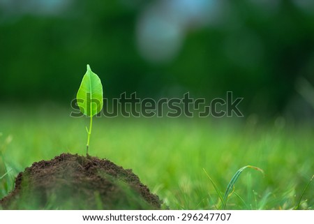 Small green plant starting to grow from the pure eco soil over the green grass background