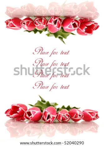 background with fresh pink tulips in drops of water and reflection on white