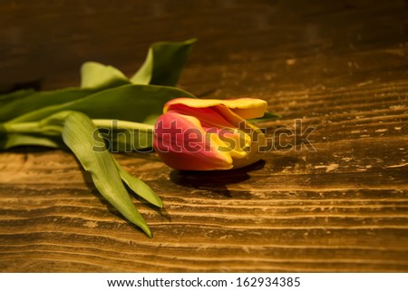 Beautiful Red and Yellow Tulip Flower on the Rough Wooden Table