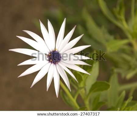 Exotic delicate white flower in Tunisian garden.