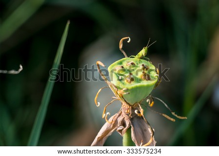 Grasshopper eat the seed of lotus. Locust, Insect is a garden pest. Bio-ecology.