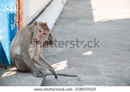 monkey is sitting in temple, a big group of monkeys live in temple and forest in thailand.