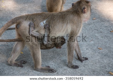 mother and baby money are in temple, a big group of monkeys live in temple and forest in thailand.