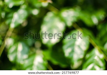 photo stock blurred background from leaf, colorful green white blue and black shade