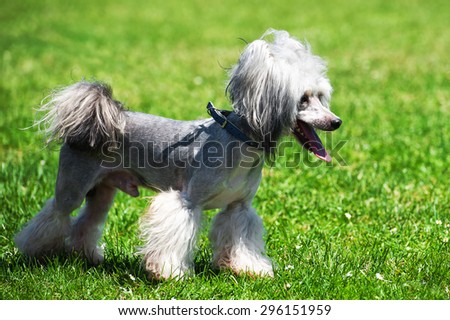Chinese crested dog stands. The Chinese crested dog walks on the grass of the park.