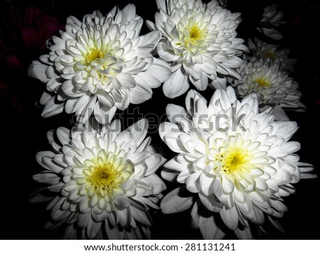 Five white flowers, black background