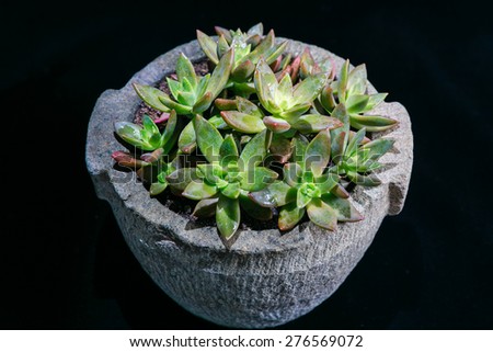succulent plants in a stone bowl
