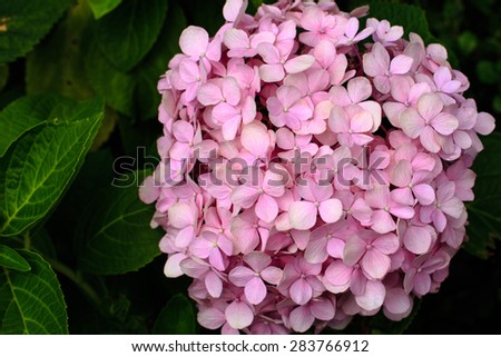 Pink Hydrangea flower. Hydrangea - common names Hydrangea and Hortensia.