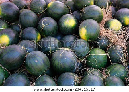 Fresh watermelons on shelves in the market or supermarket, Healthy fruit and drink, Closeup green watermelons on fruit background.