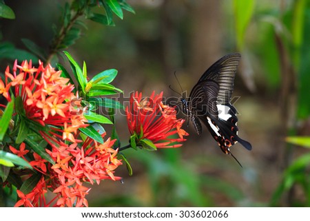 Close up of mail related to perching on red butterfly great Mormon Ixora flower