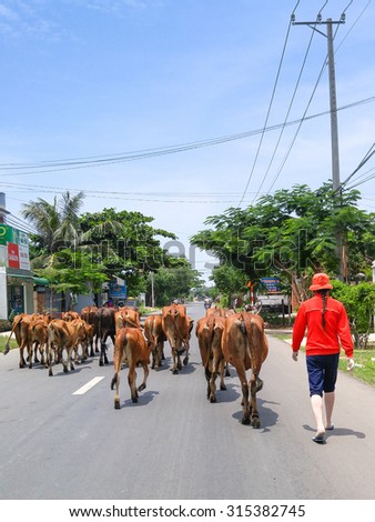 Binh Thuan province, Vietnam - August 31, 2015: Girl dressed in red on the road Cows herded to cowshed. This cow Herd in Vietnam is a great asset of Farmers