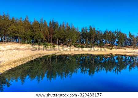 Casuarina forest silhouetted lake with deep blue Against the sky