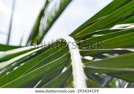 palm leaf, palm leaves texture in nature layer.Focus mid-point blurry edges