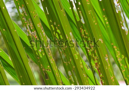 palm leaf, palm leaves texture in nature layer