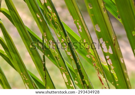 palm leaf, palm leaves texture in nature layer