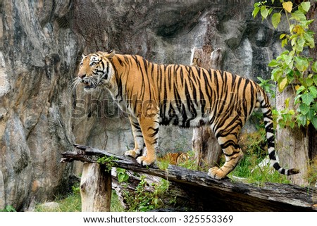 Bengal tiger standing timber