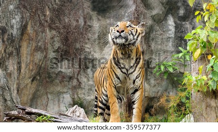 Bengal tiger standing timber