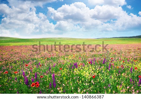 Spring Flower Meadow. Composition Of Nature.