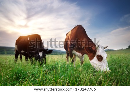Cow in meadow. Rural composition.