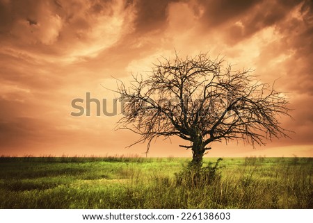 Lonely dead tree. Art nature. Infrared style.