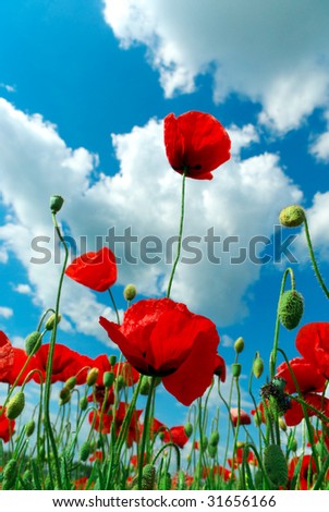 Poppys and sky. Nature composition.