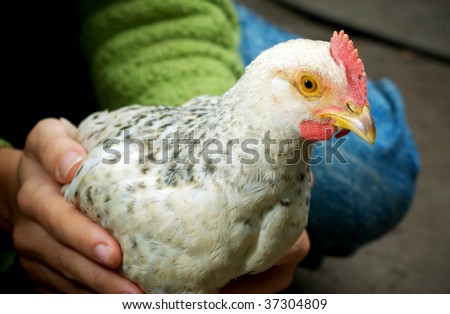 Care of chicken. Chicken in human hands.