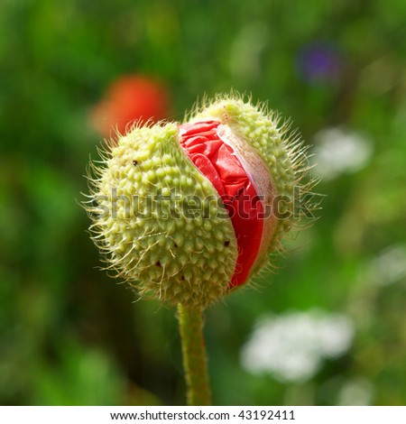 Poppy bud. Element of nature composition.