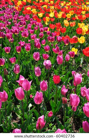 Bed of colorful tulips. Nature composition.
