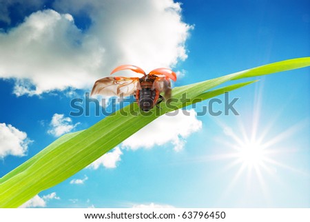Ladybug fly to the sun. Conceptual design