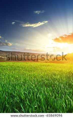 Sunrise in green meadow. Nature composition.
