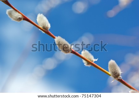 stock photo Pussy willow Beautiful composition of nature