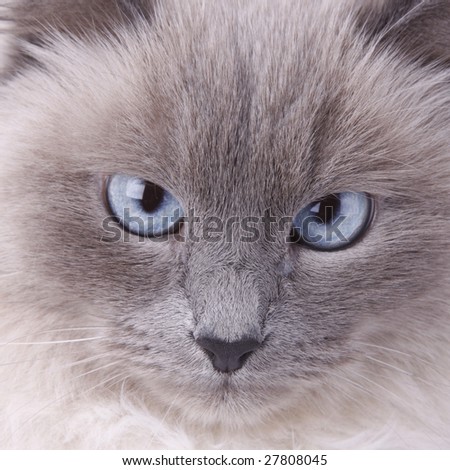 Blue Eyed Siamese